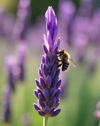 LAVENDER